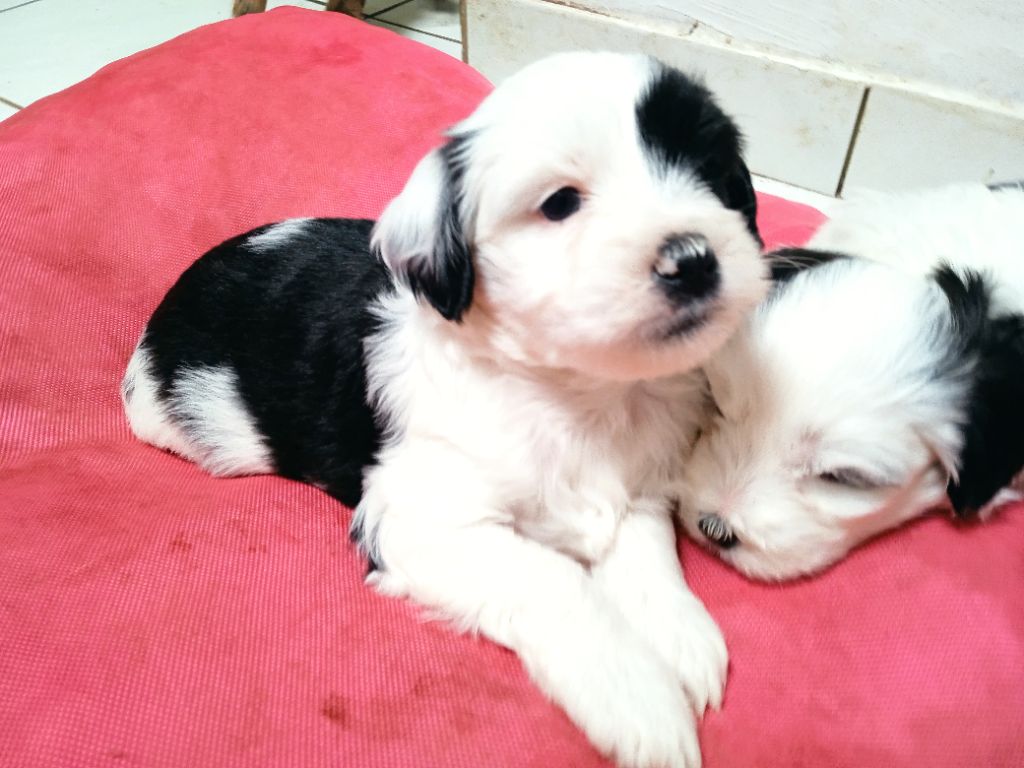 Dawa Niyma - Chiot disponible  - Terrier Tibetain